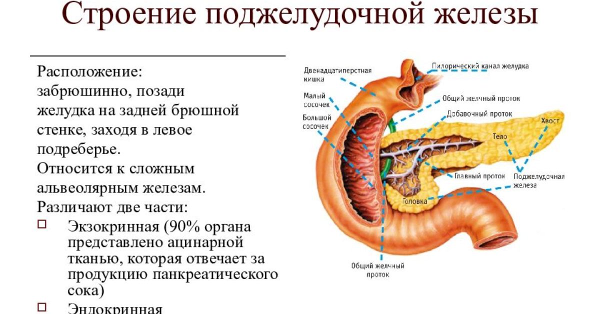 Структура поджелудочной