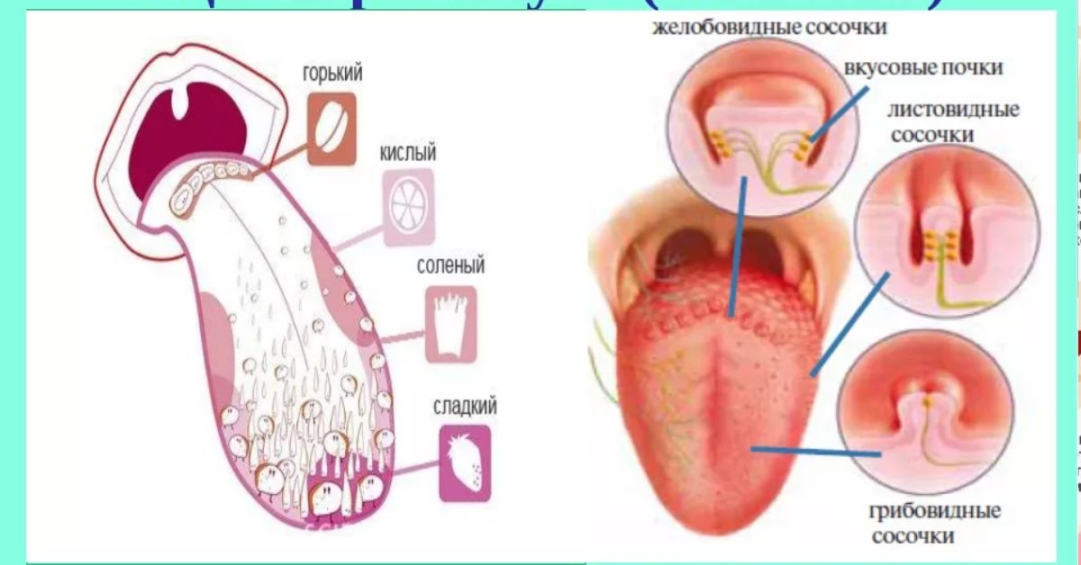 Почему после ю. Вкусовые рецепторы на языке. Рецепторы языка человека. Воспаленные вкусовые сосочки. Вкусовые сосочки на корне языка.