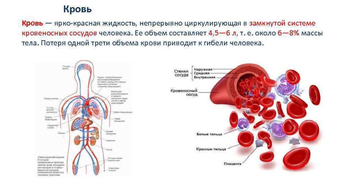 Сколько крови в новосибирске. Объем крови человека литров. Кол во крови в организме человека. Кол-во крови в организме взрослого человека. Количество крови в теле человека.