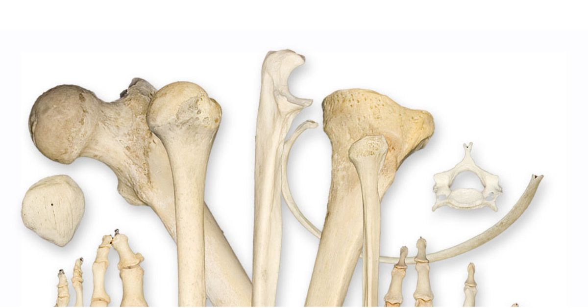 Улучшает кости. Регенерация костей человека. Репаративная регенерация костей. Регенерация трубчатой кости. Стадии регенерации кости.