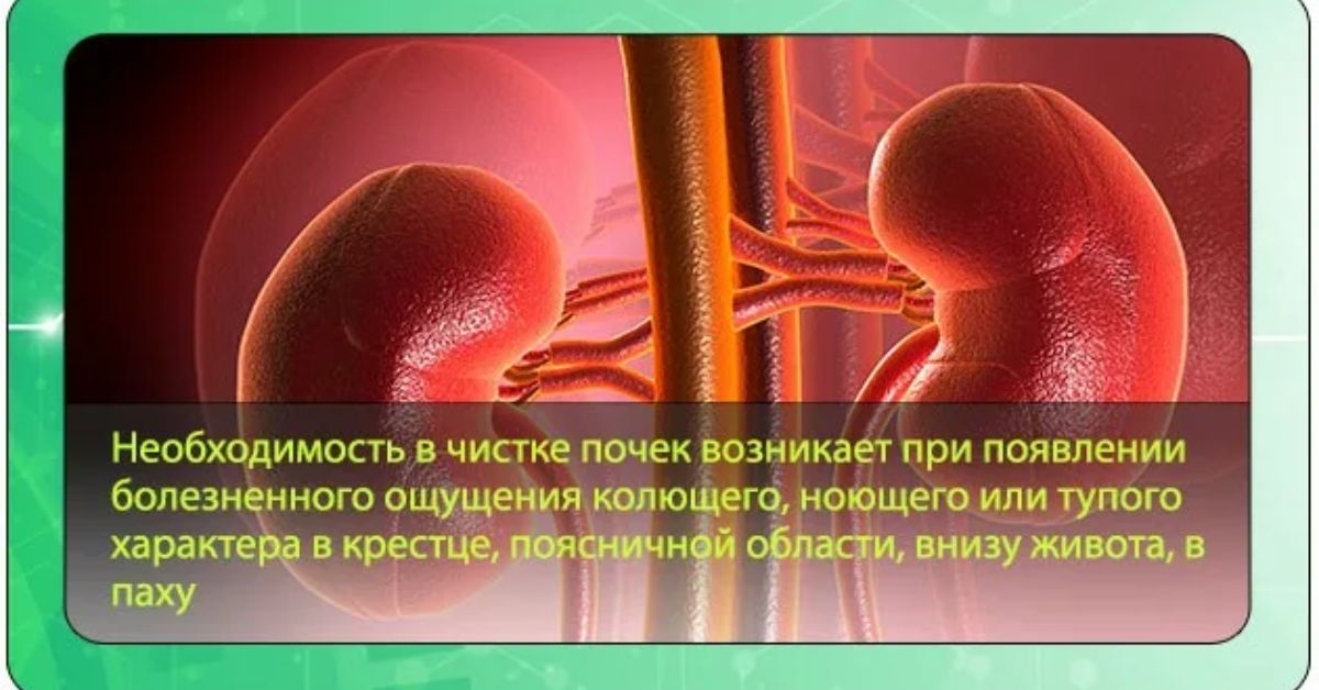 Как почистить почки дома. Очищение почек. Зашлакованность почек. Как почистить почки. Система для очистки почек.