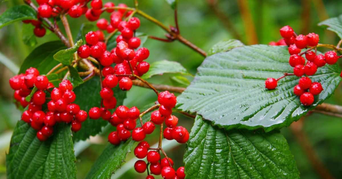 Калина viburnum. Калина Райта. Viburnum wrightii Калина Райта.. Мекодиум Райта.