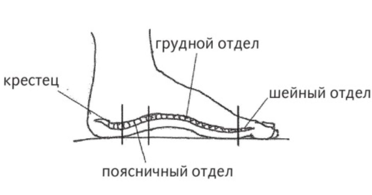 Стопа позвоночник. Проекция позвоночника на стопе. Точки позвоночника на стопе. Боковая поверхность стопы. Позвоночник на стопе ноги.