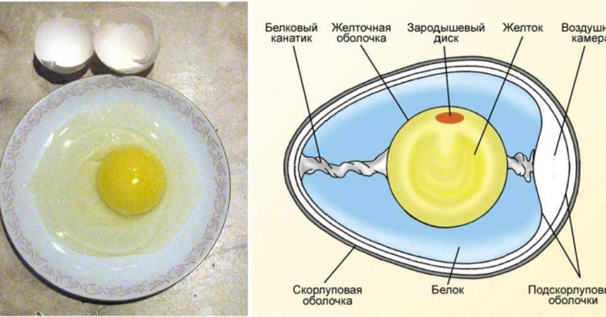 В яичном белке вода. Строение желтка яйца. Белок куриного яйца структура. Белок и желток. Белок и желток в яйце.