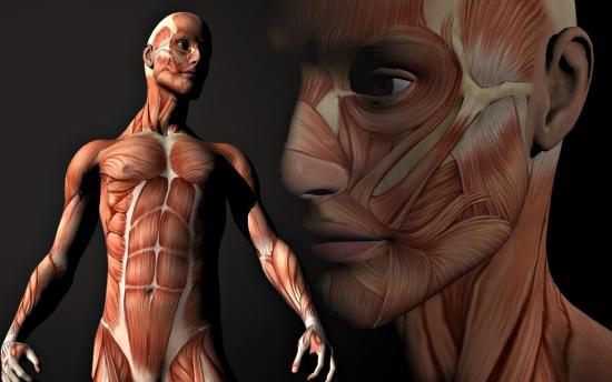 Շոկային փաստեր մարդկային մարմնի մասին