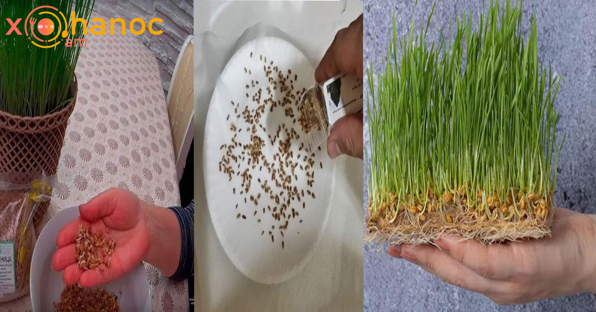 Մանրամասն դիտեք, թե ինչպես 2-3 օրում աճեցնել Զատիկի խոտը․ շտապեք, քանի ուշ չէ