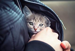 Կյանքի 19 ոսկե կանոնները