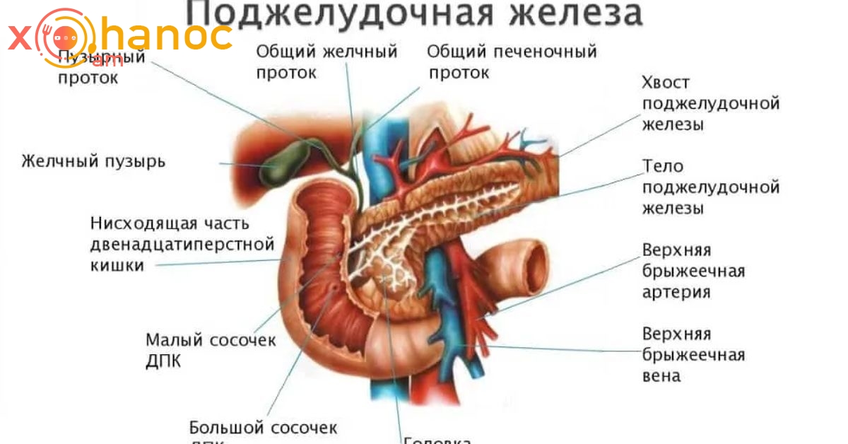 Ենթաստամոքսային գեղձից ոչինչ չի մնա. երեք վտանգավոր մթերքներ, որոնք ամեն օր ուտում ենք