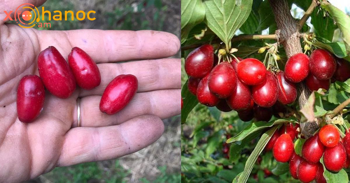 Հոն ուտելուց առաջ անպայման իմացեք այս մասին