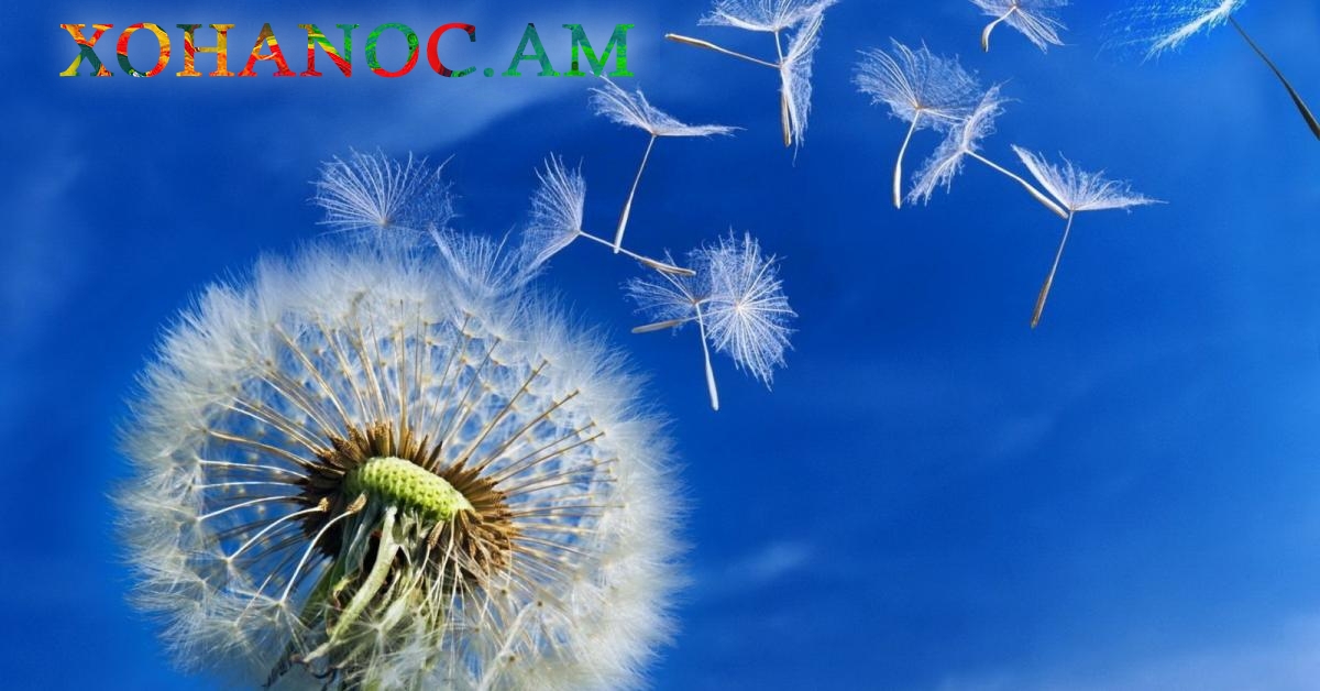 Այս բույսը կլավացնի տեսողությունը,  մարսողականությունը, կմաքրի օրգանիզմը և կվերականգնի լյարդի աշխատանքը