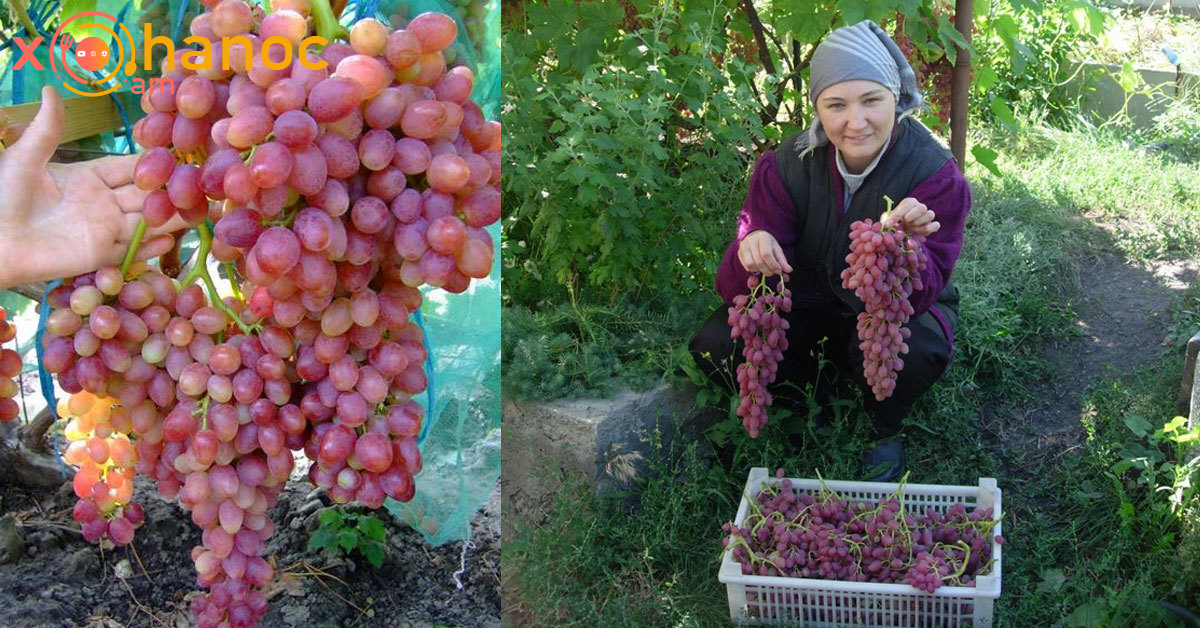 4 տոննա խաղող ունեմ․ 3 անգամ էժան գնով տալիս եմ, եկեք առեք