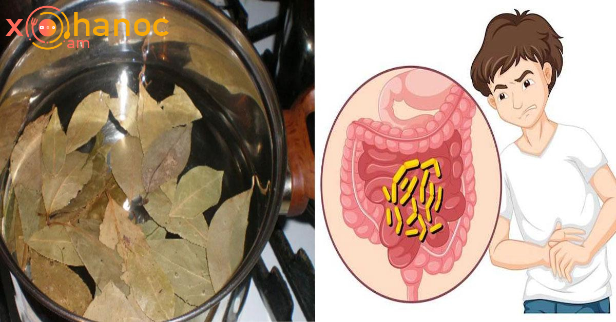 Դափնու տերևով մաքրեք աղիները և ազատվեք թունավոր մակաբույծներից․ Թուրմը պատրաստեք այսպես