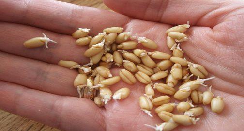 Սնվելու գաղտնի բաղադրատոմս, որը հետաձգում է ծերությունը. ով կարող էր մտածել…  