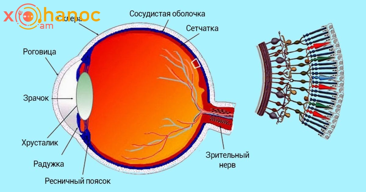 Ինչպե՞ս սովորել ավելի լավ տեսնել առանց ակնոցի. Պարզ հնարքը կօգնի ձեզ լավ տեսնել առանց ակնոցի։ Ամեն ինչ շատ պարզ է