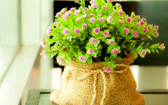 Սենյակային ծաղիկները՝ ըստ Կենդանակերպի նշանի