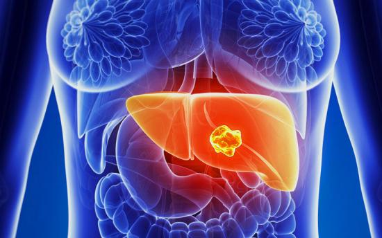 Գիտնականները հայտնաբերել են լյարդի մաքրման լավագույն տարբերակը 