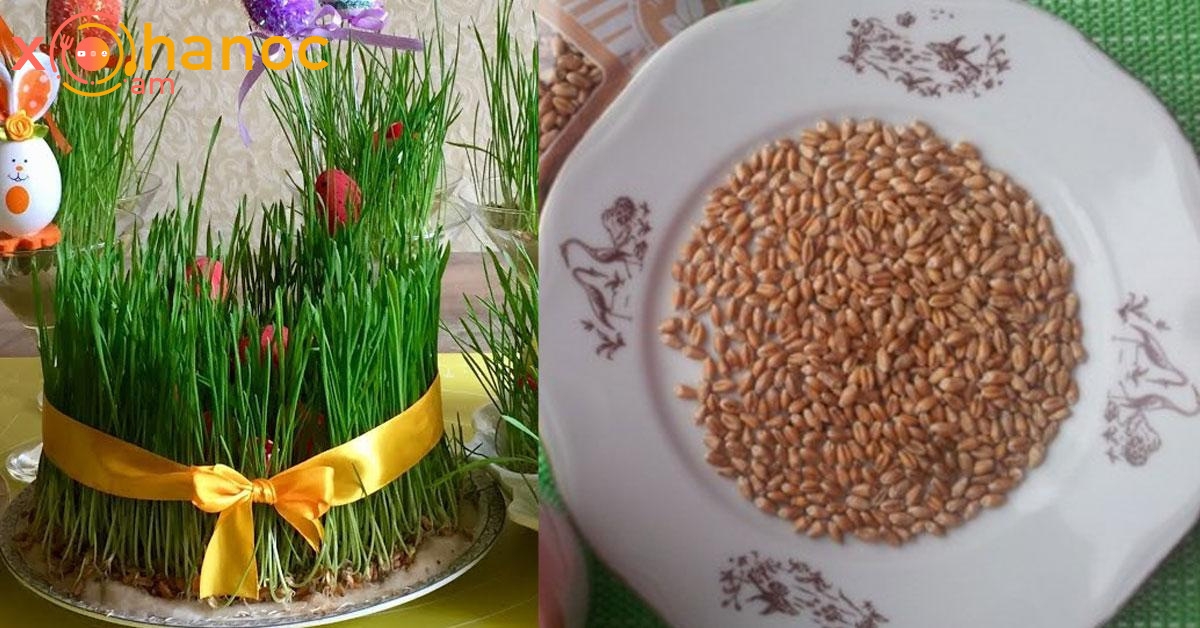 Տեսանյութ․ Դիտեք, թե ինչպես ընդամենը 3 օրում աճեցնել Զատիկի խոտը