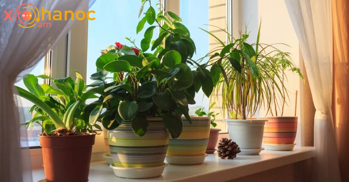 10 բույսեր, որոնք դրական էներգիայով են լցնում ձեր տունը