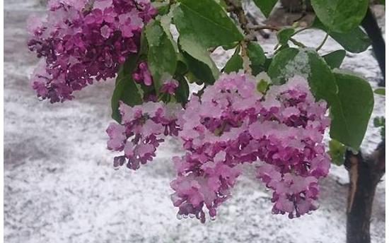 Այս եղանակին Երևանում յասաման է ծաղկել