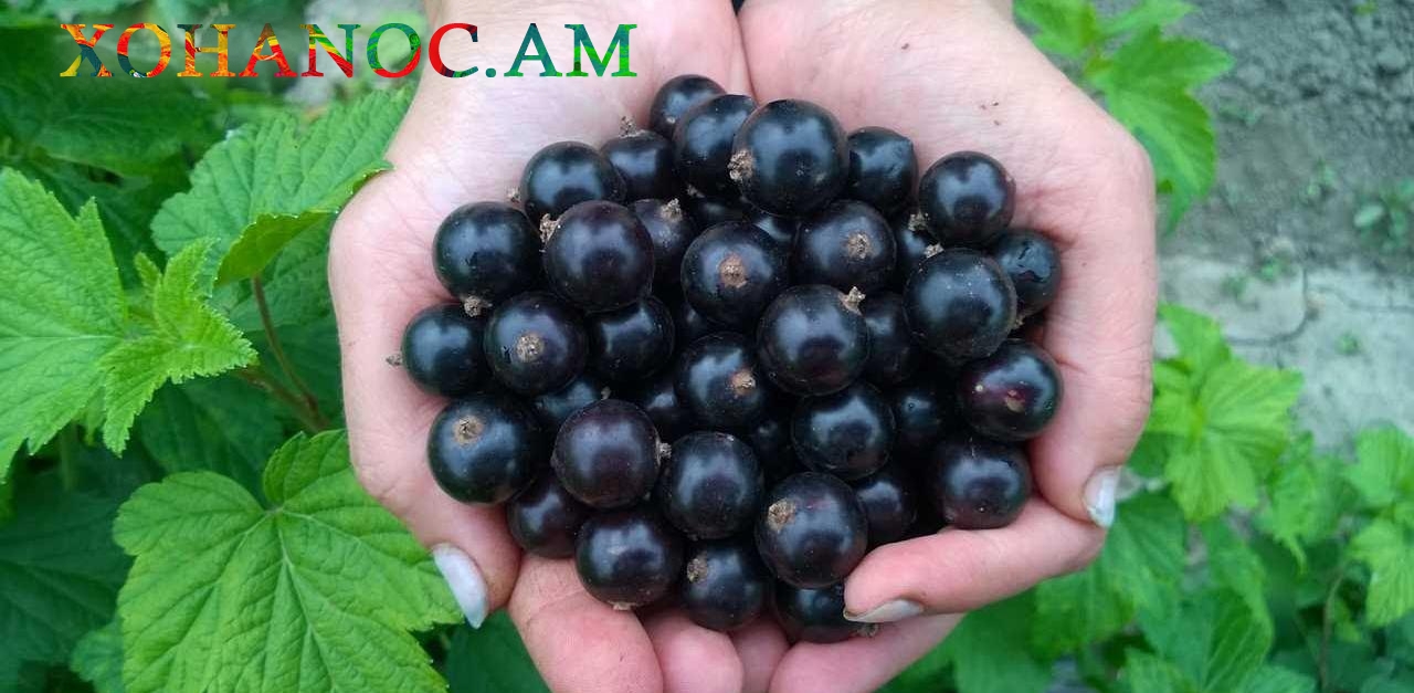 Սև հաղարջի օգտակար հատկությունների շնորհիվ դուք կազատվեք մի շարք առողջական խնդիրներից