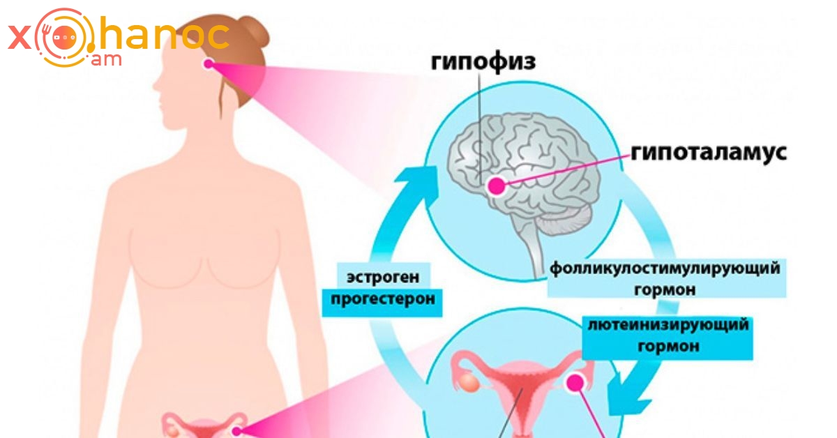 Ամեն ինչ կանացի հորմոնների մասին. Տեղեկություն, որը կարևոր է իմանալ յուրաքանչյուր կնոջ համար