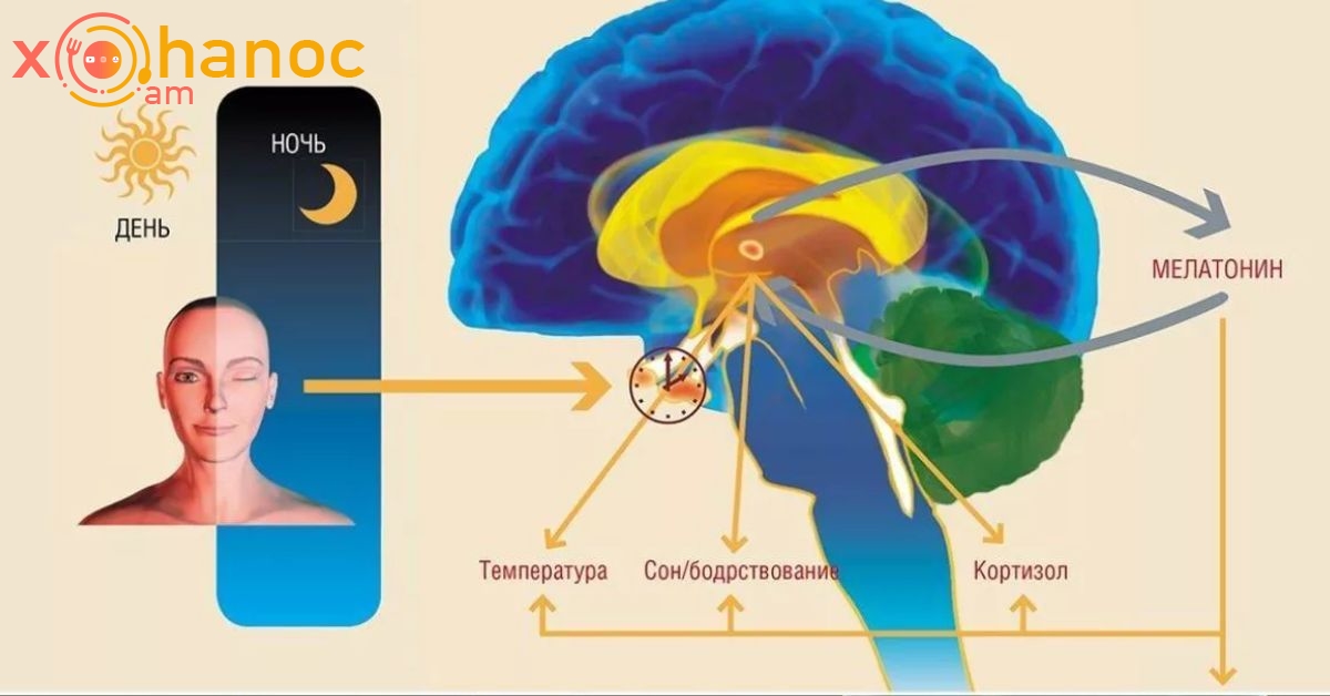 Մելատոնինը երկարակեցության պատճառն է․ Օրգանիզմում դրա մակարդակը բարձրացնելու միջոց