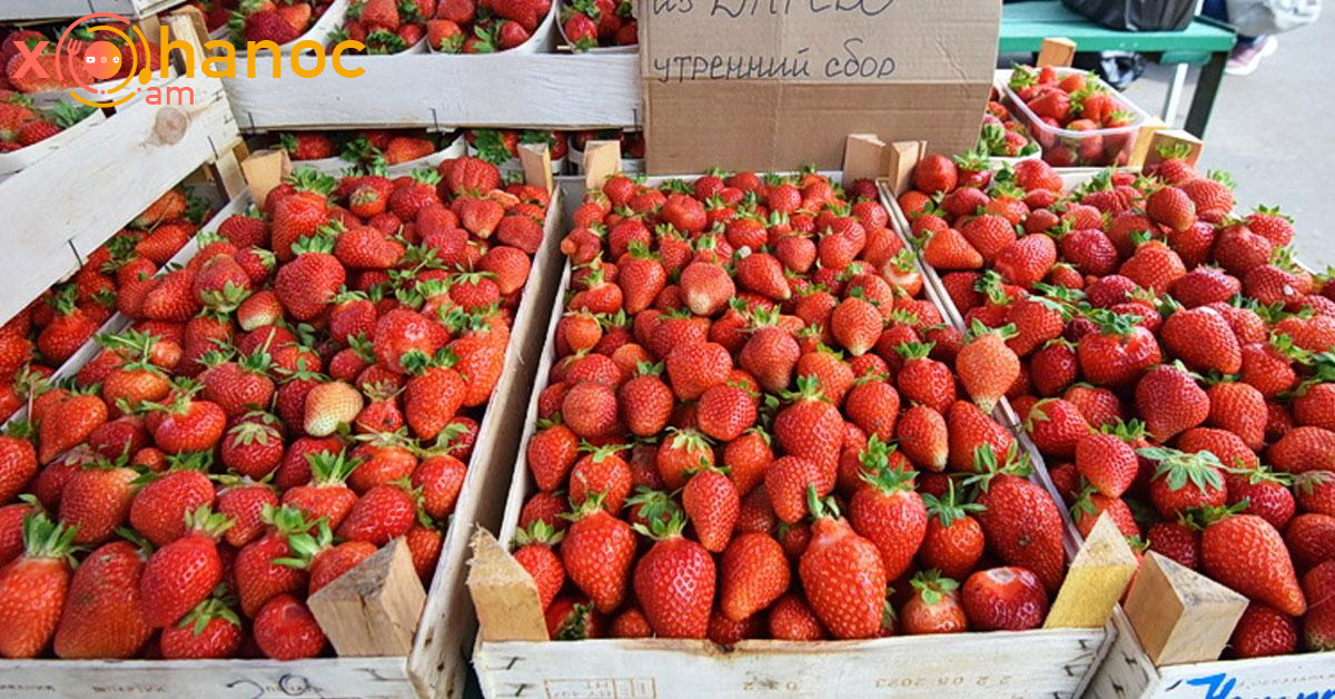 Տեսեք ինչ գնով են սկսել ելակը վաճառել․ Այսօրվանից զգալի փոփոխություն է եղել Տեսեք ինչ գնով են սկսել ելակը վաճառել․ Այսօրվանից զգալի փոփոխություն է եղել