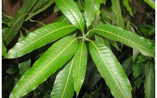 Եթե տառապում եք դիաբետով, այս տերևները իսկական պարգև են ձեզ համար․ Պարզապես այն ․․․