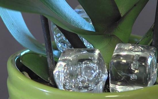 Աղջիկը սառույց դրեց ծաղկամանի մեջ. մեկ շաբաթ անց հրաշք տեղի ունեցավ