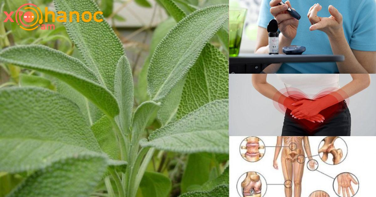 Այս բույսը բուժում է 17 ծանր հիվանդություն, այդ թվում ՝ ցիստիտը, հոդացավերը, անեմիան, մարսողությունը, իջեցնում է շաքարը և այլն
