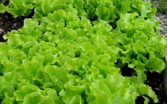 Զգուշացեք․ Ամենավտանգավոր մթերքը սուպերմարկետներում․ Այն երբեք չգնեք