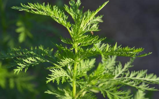 Այս խոտաբույսը սպանում է քաղցկեղածին բջիջների 98 տոկոսը` ընդամենը 16 ժամվա ընթացքում 