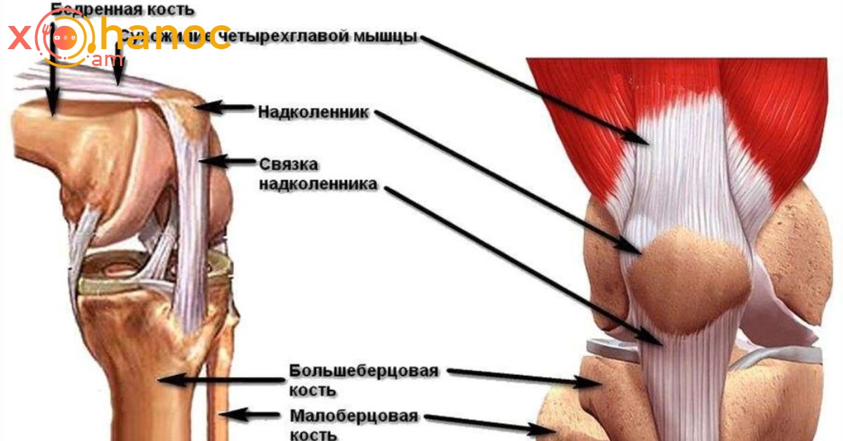 Болят колени причина при сгибании. Строение колена надколенник. Надколенник анатомия строение костей. Надколенник коленного сустава анатомия. Коленный сустав анатомия связки сухожилия анатомия.