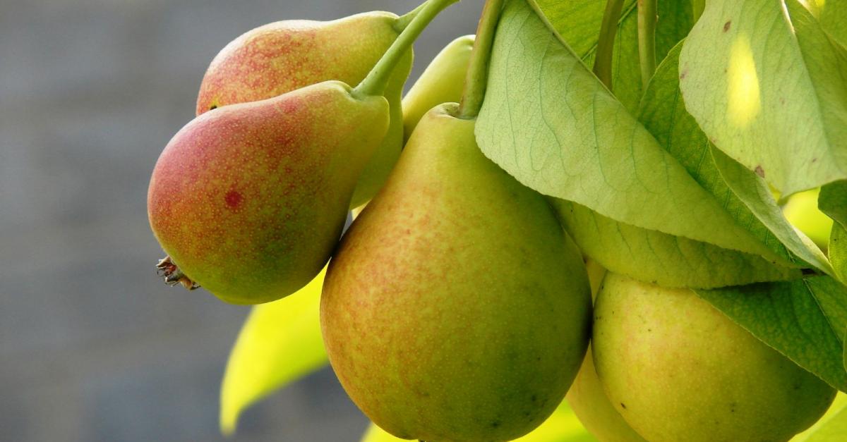 Ահա, թե ինչու են խորհուրդ տալիս շատ ուտել տանձ. Պարզվում է այս «համեստ» միրգը ոչ միայն օգտակար է, այլև բուժիչ