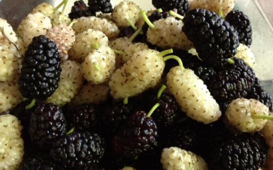 Տեսեք թե ինչ հրաշք տեղի կունենա , եթե ամեն օր թութ ուտեք