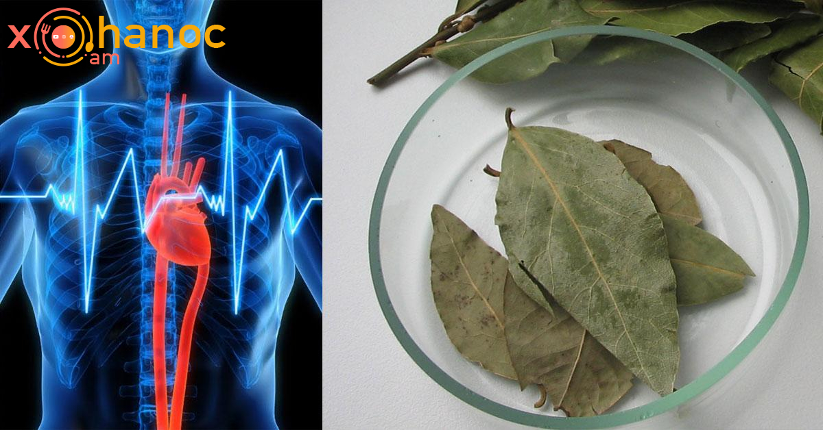 Սովորական դափնու տերևի միջոցով բուժեք հոդացավերը, երիկամները և սիրտը