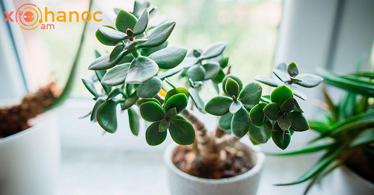 Այս բույսը կօգնի բուժել հերպեսը, ցիստիտը, հոդցավերը և այլն