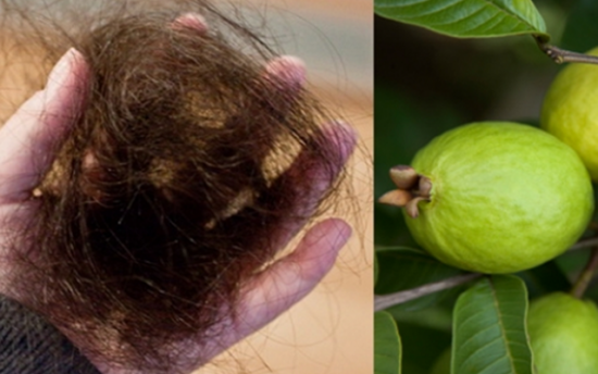 Գուավայի տերևները կարող են 100 տոկոսվ կանգնեցնել մազաթափությունը և խթանել մազերի աճը