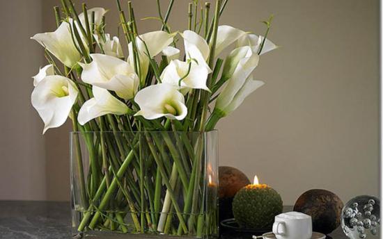 Բնակարանի բույսերի ու ծաղիկների նշանակությունը