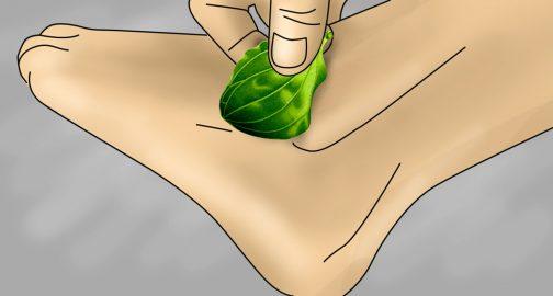 Ցնցող փաստեր եզան լեզվի մասին, որոնց մասին շատ քիչ մարդ գիտի