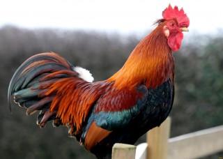 Ի՞նչ է խոստանում մեզ հրե աքաղաղի տարին