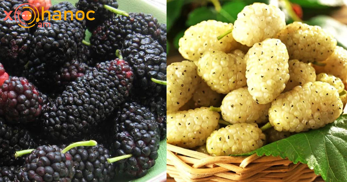 Ո՞ր թութն է ավելի օգտակար ` սևը, թե սպիտակը, բժիշկը որն է խորհուրդ տալիս ուտենք