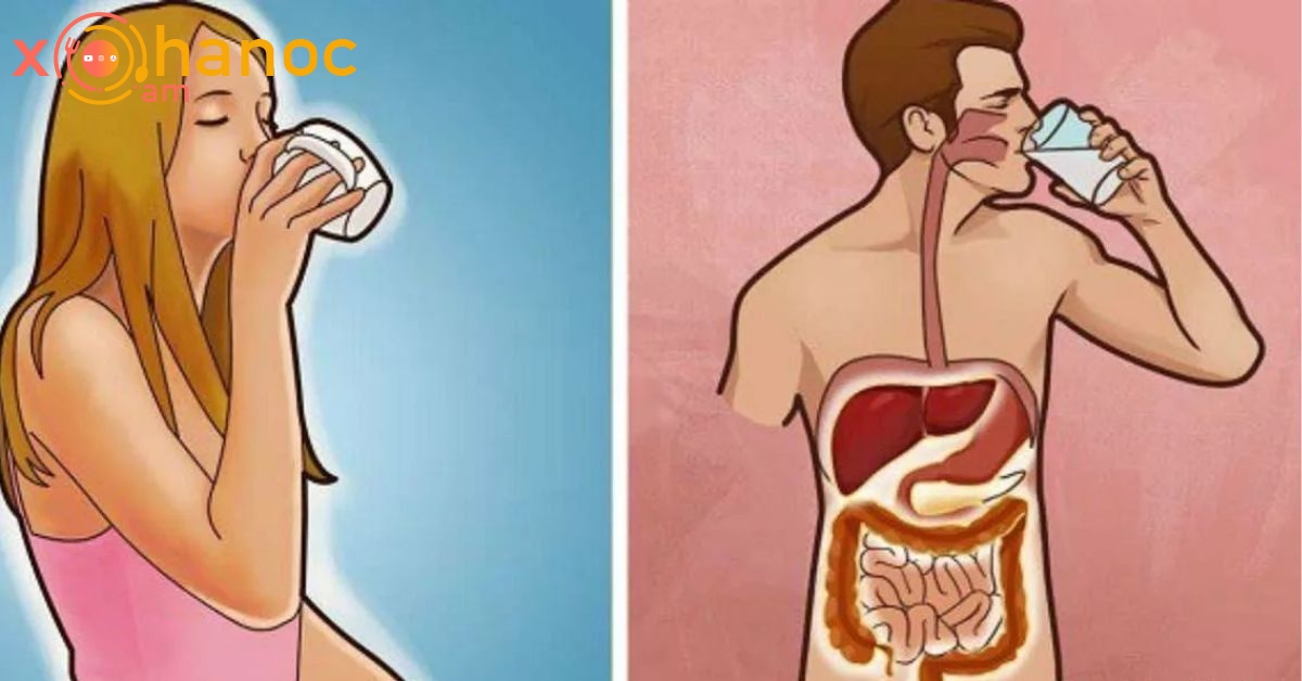 Ահա, թե ինչ է կատարվում ձեր օրգանիզմի հետ, երբ դատարկ ստամոքսին ջուր եք խմում