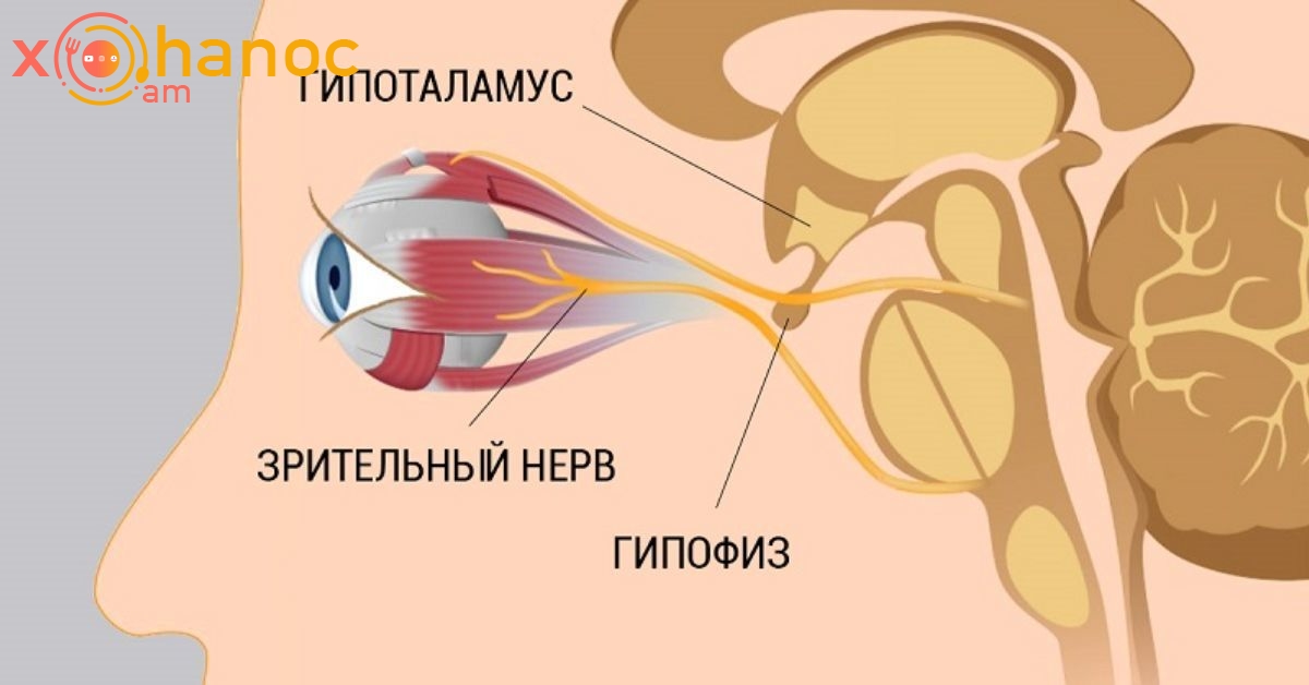 Где находится зрительный нерв. Зрительный нерв. Зрительные нервы. Гипофиз и зрительные нервы.