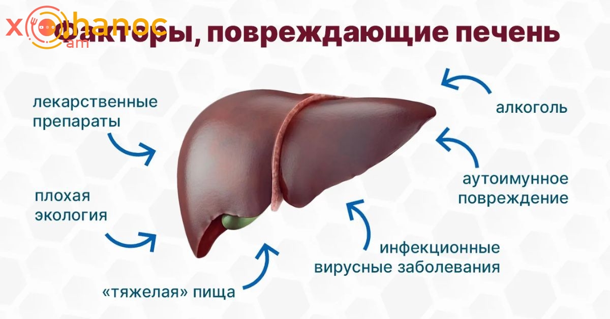 Լյարդի հետ կապված խնդիրների 4 նշան և ինչպես պաշտպանել այն