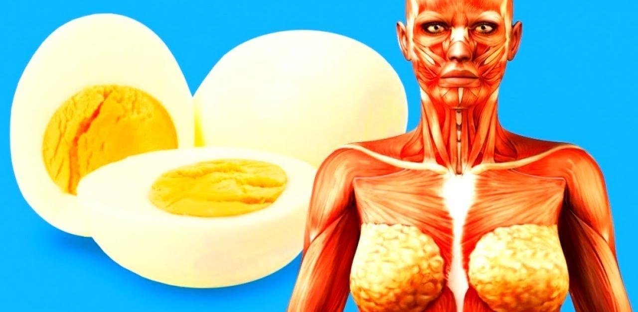 Ինչ կկատարվի Ձեր օրգանիզմի հետ, եթե օրական 1-2 հատ ձու ուտեք