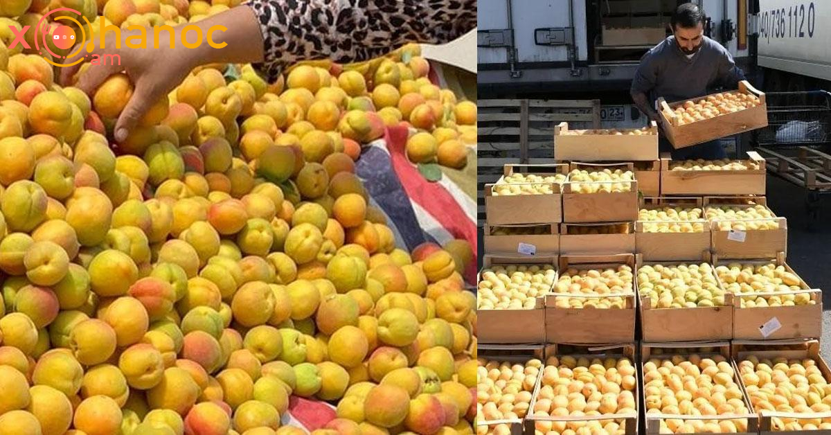 Ի՞նչ արժե 1 կգ ծիրանը այս պահի դրությամբ