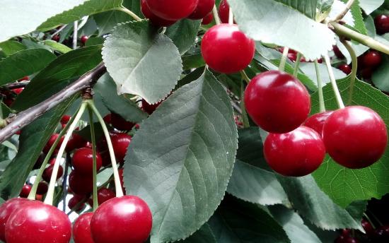 Բալենու տերևները հիանալի դեղամիջոց են, որոնք բուժում են բազմաթիվ հիվանդություններ, նույնիսկ լյարդի ամենածանր հիվանդությունները