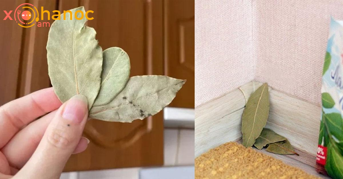 Այս կինը դափնու տերևներ է փռել տան բոլոր անկյուններում․ Տեսեք թե ինչու, պատճառանը իմանալով դուք նույնպես այդպես կանեք