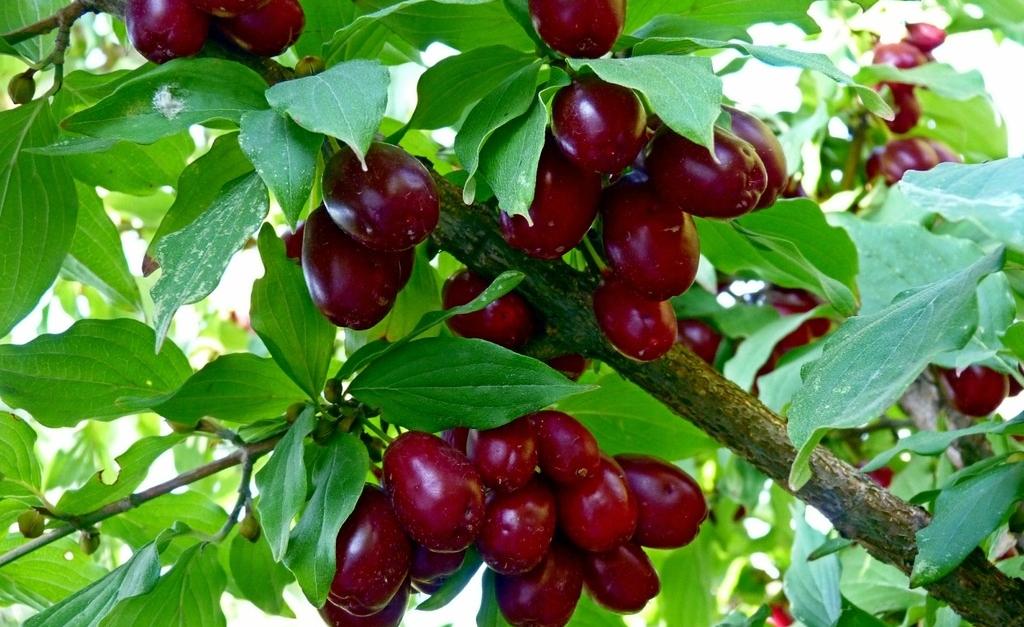 Այս հրաշալի միջոցը բուժում է մեջքի ցավը, շաքարային դիաբետը, միգրենը, թութքը, լուծը, հիպերտոնիան, ռևմատիզմը, ականջների աղմուկը ․․․                                         